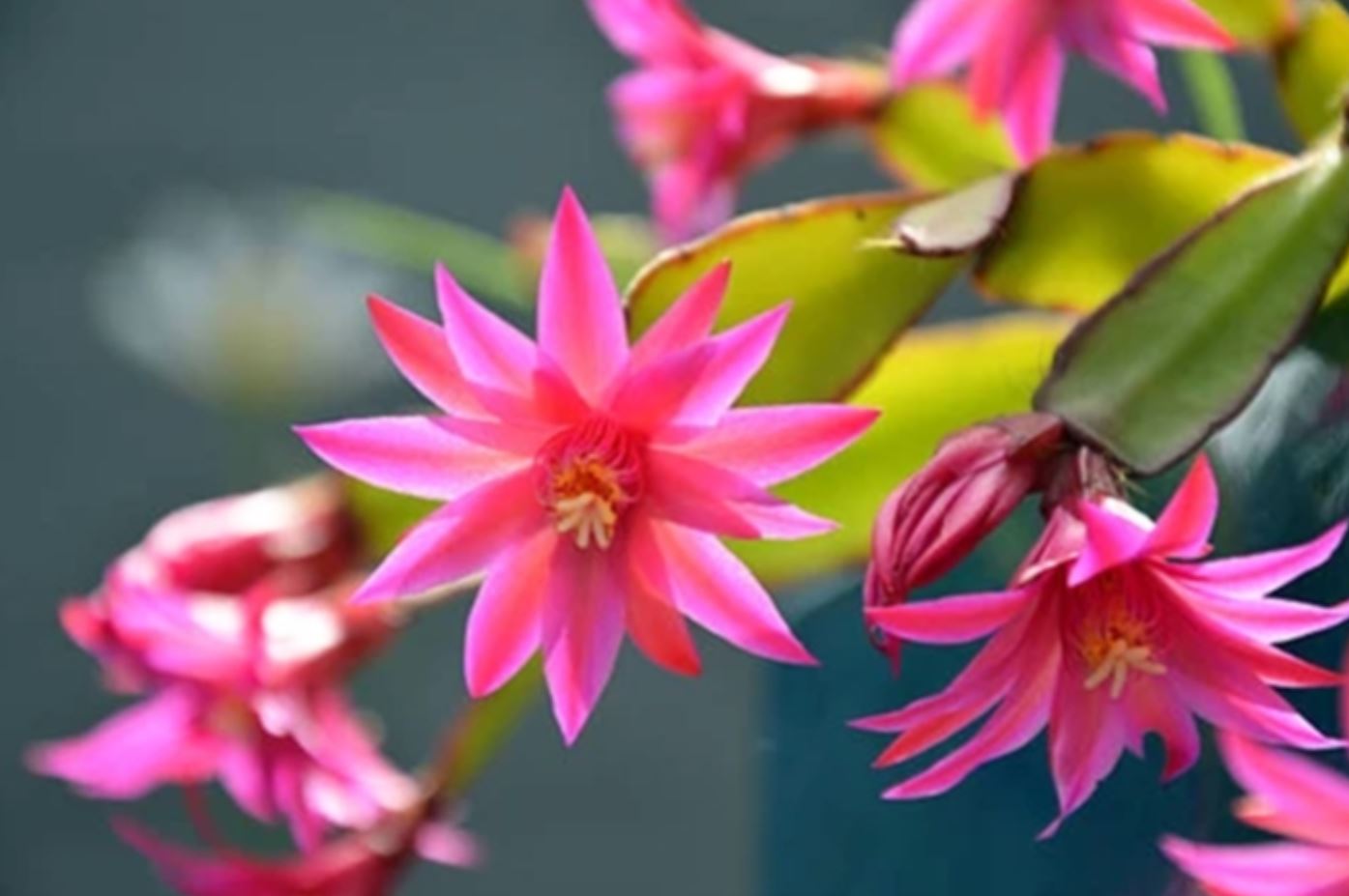 Cây Hoa Tiểu Quỳnh hợp mệnh nào